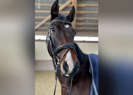 Westfaal, Ruin, 5 Jaar, 162 cm, Brauner