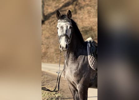 Westfaal, Ruin, 5 Jaar, 164 cm, Schimmel