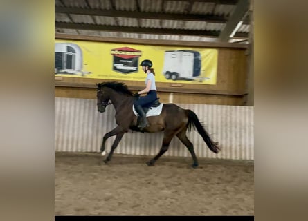 Westfaal, Ruin, 5 Jaar, 165 cm, Donkerbruin