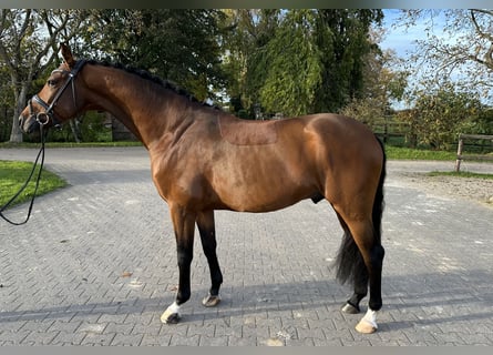 Westfaal, Ruin, 5 Jaar, 166 cm, Bruin