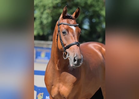 Westfaal, Ruin, 5 Jaar, 166 cm, Bruin