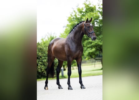 Westfaal, Ruin, 5 Jaar, 168 cm, Bruin