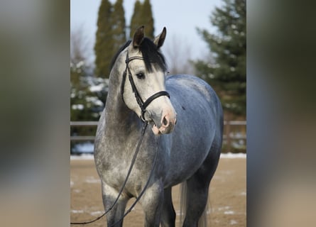 Westfaal, Ruin, 5 Jaar, 168 cm, Schimmel