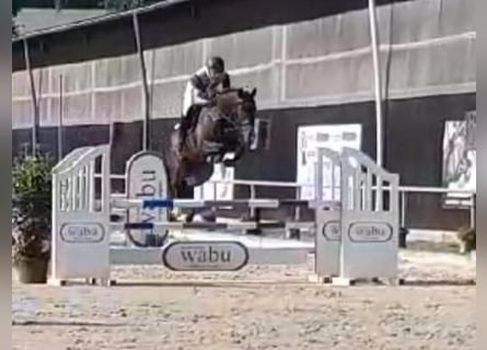 Westfaal, Ruin, 5 Jaar, 169 cm, Bruin