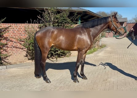 Westfaal, Ruin, 5 Jaar, 169 cm, Bruin