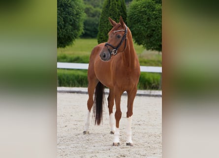 Westfaal, Ruin, 5 Jaar, 170 cm, Vos