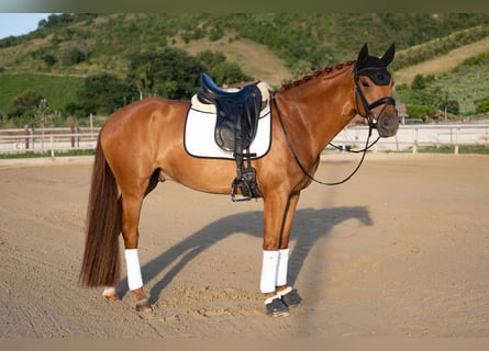 Westfaal, Ruin, 5 Jaar, 170 cm, Vos