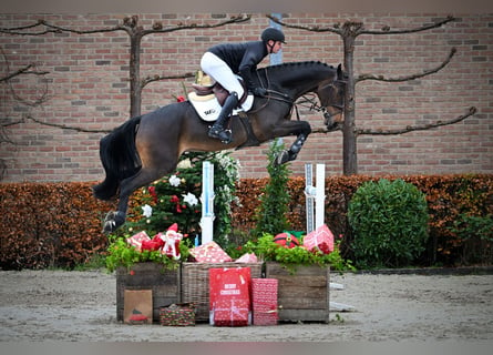 Westfaal, Ruin, 5 Jaar, 171 cm, Donkerbruin