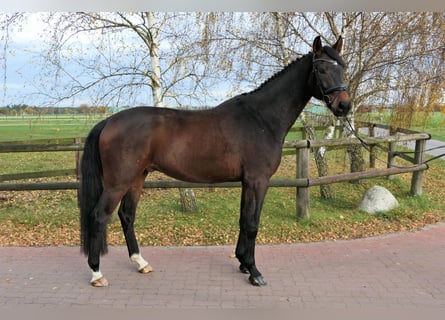 Westfaal, Ruin, 5 Jaar, 173 cm, Donkerbruin
