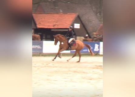 Westfaal, Ruin, 5 Jaar, 174 cm, Vos