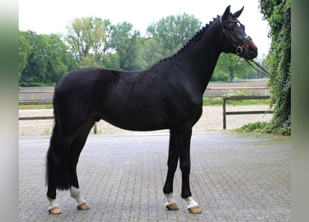 Westfaal, Ruin, 5 Jaar, 178 cm, Donkerbruin