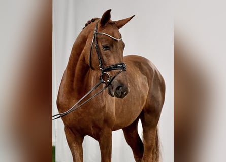 Westfaal, Ruin, 5 Jaar, 179 cm, Vos