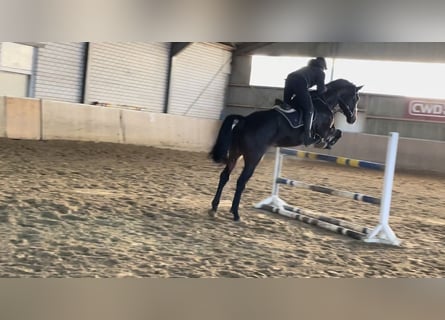 Westfaal, Ruin, 5 Jaar, 180 cm, Zwartbruin