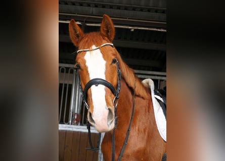 Westfaal, Ruin, 5 Jaar, 183 cm, Vos