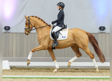 Westfaal, Ruin, 5 Jaar, Vos