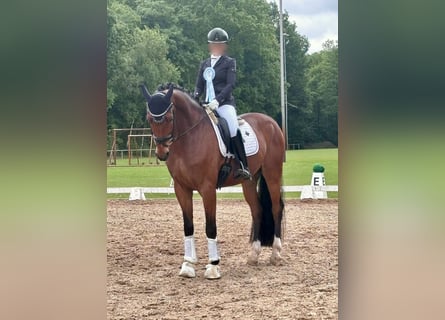 Westfaal, Ruin, 6 Jaar, 165 cm, Bruin