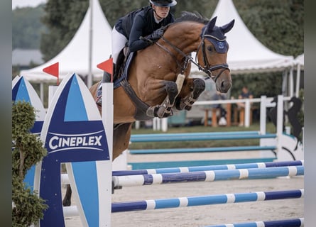 Westfaal, Ruin, 6 Jaar, 165 cm, Bruin