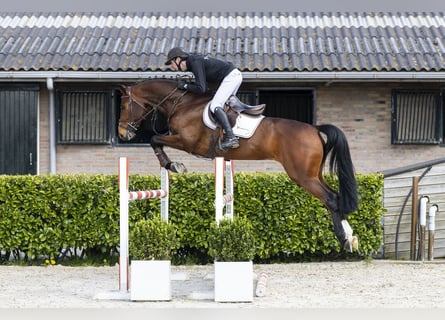 Westfaal, Ruin, 6 Jaar, 166 cm