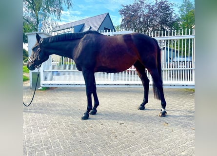 Westfaal, Ruin, 6 Jaar, 167 cm, Bruin