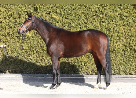 Westfaal, Ruin, 6 Jaar, 167 cm, Donkerbruin