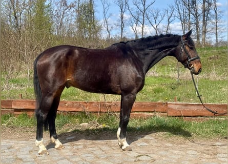 Westfaal, Ruin, 6 Jaar, 168 cm, Donkerbruin