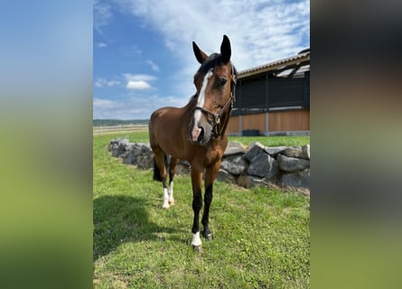 Westfaal, Ruin, 6 Jaar, 170 cm, Bruin