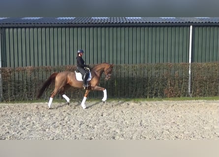 Westfaal, Ruin, 6 Jaar, 170 cm, Vos