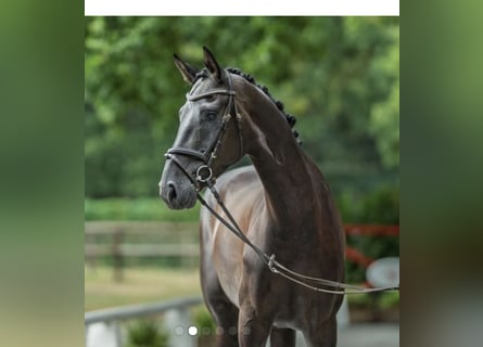 Westfaal, Ruin, 6 Jaar, 170 cm, Zwart