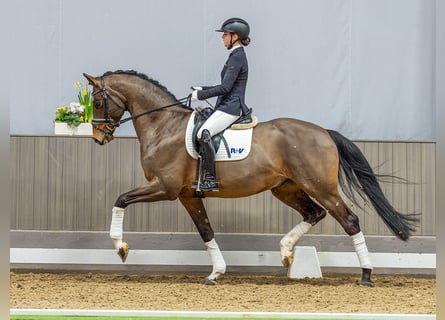 Westfaal, Ruin, 6 Jaar, 173 cm, Bruin