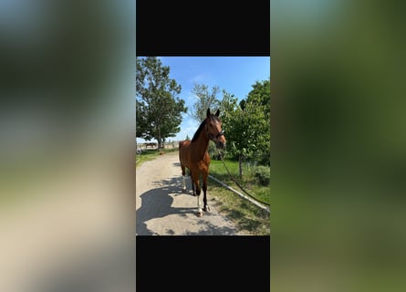 Westfaal, Ruin, 6 Jaar, 180 cm, Bruin