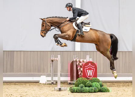 Westfaal, Ruin, 6 Jaar, 180 cm, Bruin