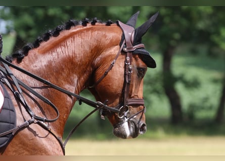 Westfaal, Ruin, 7 Jaar, 166 cm, Bruin