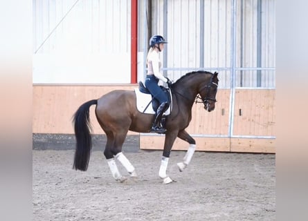 Westfaal, Ruin, 7 Jaar, 169 cm, Bruin