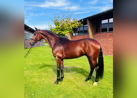 Westfaal, Ruin, 7 Jaar, 173 cm, Bruin
