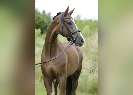 Westfaal, Ruin, 7 Jaar, 173 cm, Donkere-vos