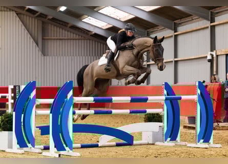 Westfaal, Ruin, 7 Jaar, 174 cm, Donkerbruin