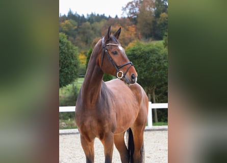 Westfaal, Ruin, 7 Jaar, 175 cm, Bruin