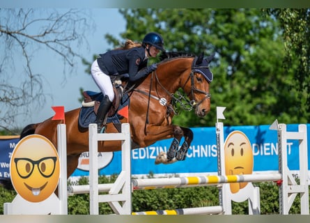 Westfaal, Ruin, 7 Jaar, 175 cm, Bruin