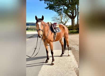 Westfaal, Ruin, 8 Jaar, 162 cm, Donkerbruin