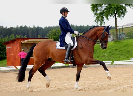 Westfale, Wallach, 8 Jahre, 178 cm, Brauner