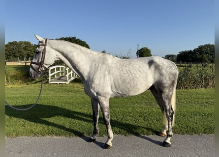 Westfaal, Ruin, 9 Jaar, 170 cm, Appelschimmel