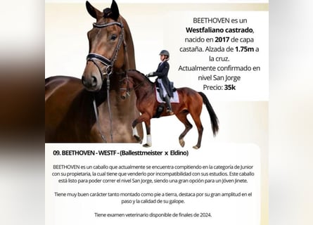 Westfaal, Ruin, 9 Jaar, 175 cm, Donkere-vos