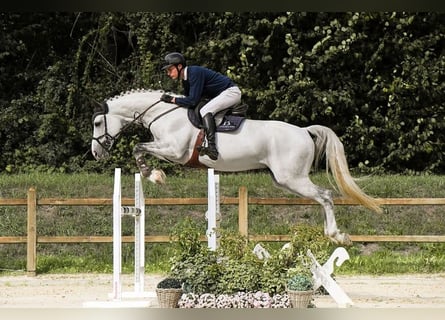 Westfale, Hengst, 10 Jahre, 172 cm, Schimmel