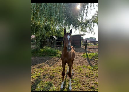 Westfale, Hengst, 1 Jahr, 170 cm, Dunkelbrauner