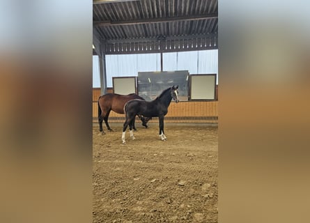 Westfale, Hengst, 1 Jahr, 173 cm, Dunkelbrauner