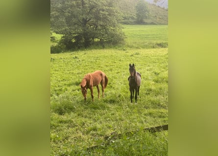 Westfale, Hengst, 1 Jahr, 174 cm, Fuchs