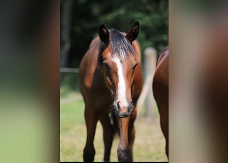 Westfale, Hengst, 1 Jahr, Brauner