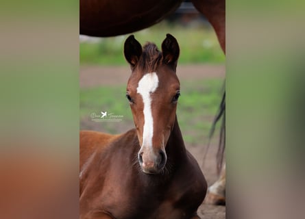 Westfale, Hengst, 1 Jahr, Brauner
