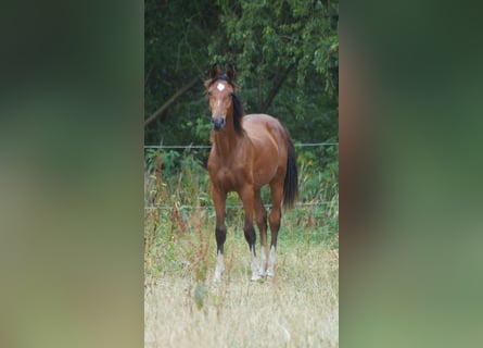 Westfale, Hengst, 1 Jahr, Brauner