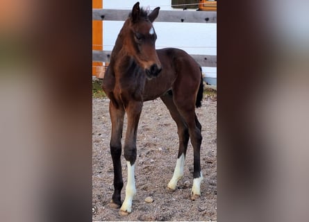 Westfale, Hengst, 1 Jahr, Dunkelbrauner